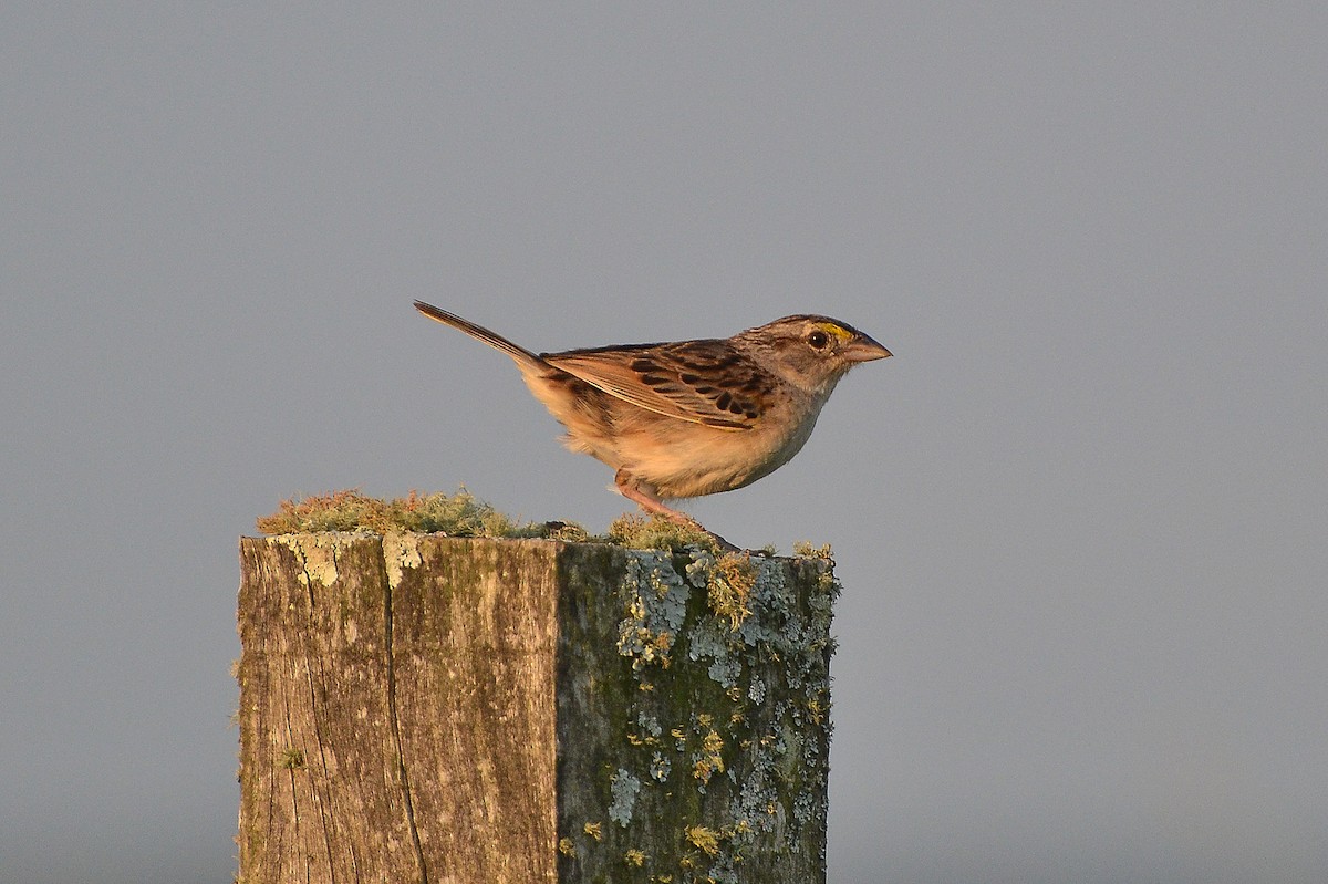 Grassland Sparrow - ML408251241