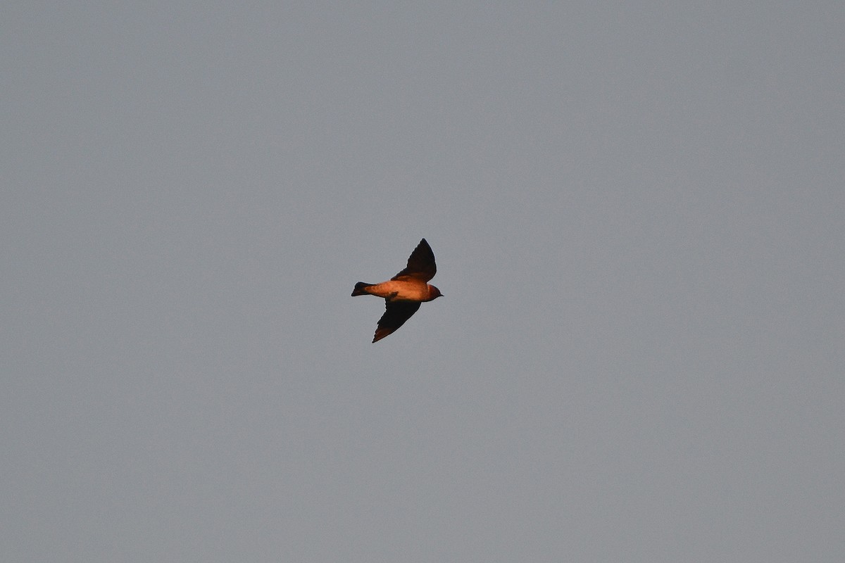 Cliff Swallow - ML408251341