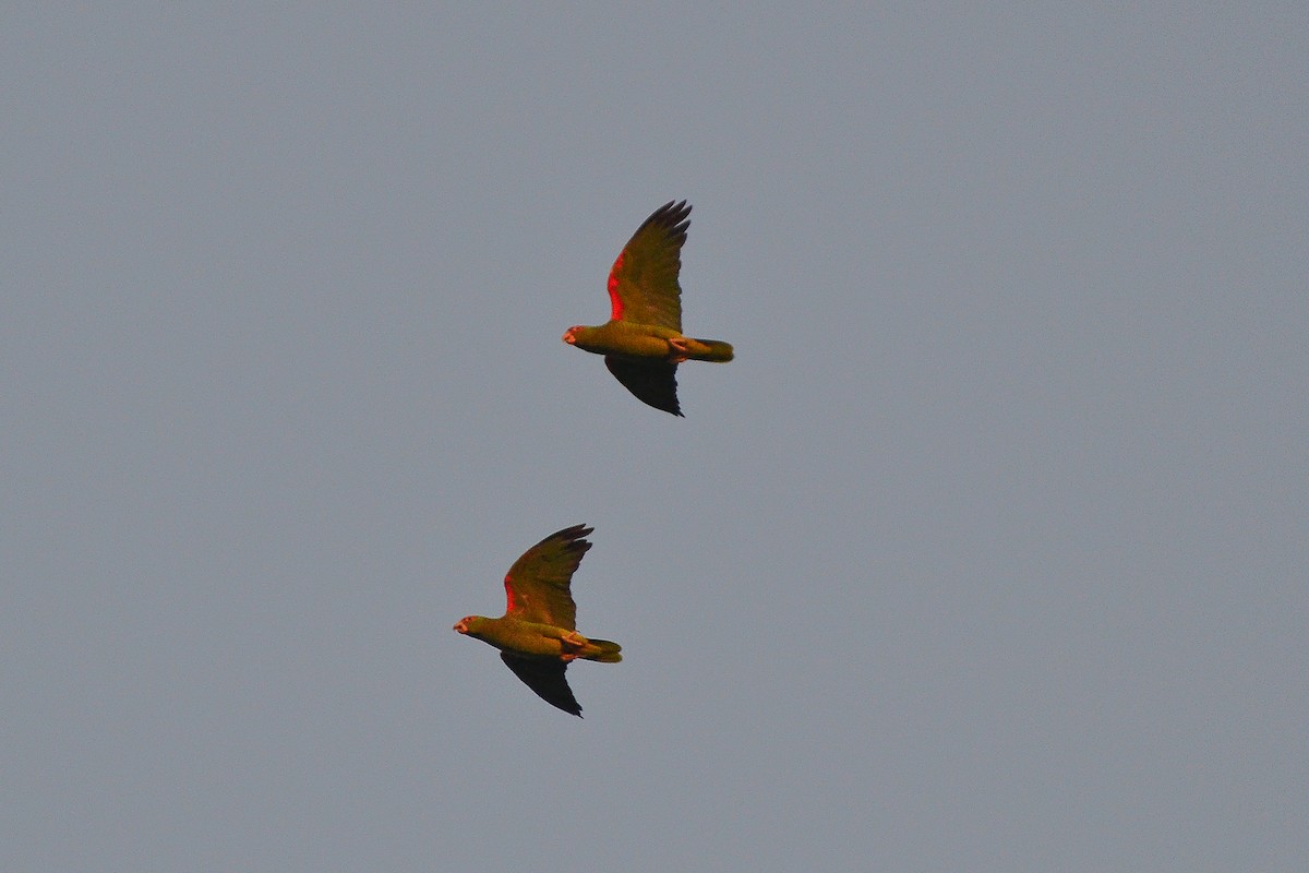 Red-spectacled Parrot - ML408251721