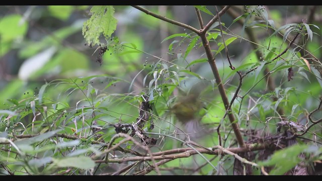 Olive-striped Flycatcher - ML408251761