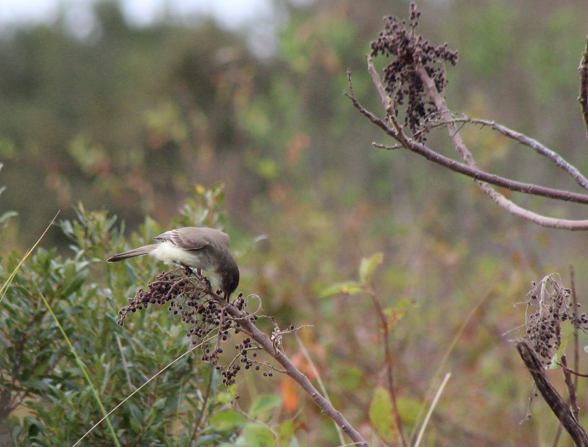 Eastern Phoebe - ML408253171