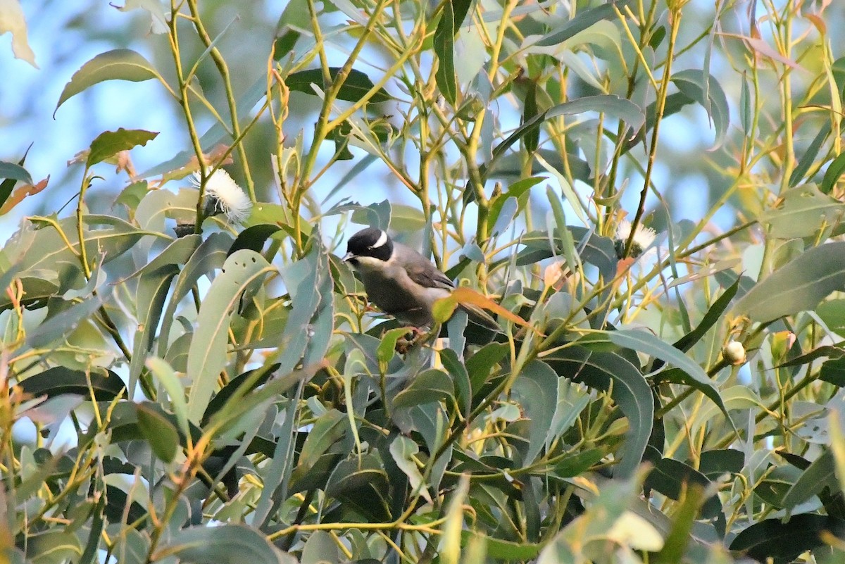 Strong-billed Honeyeater - ML408254001