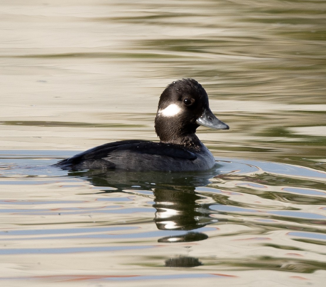 Bufflehead - ML408254931