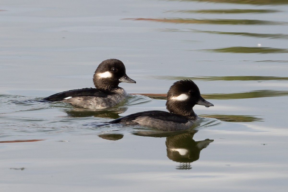 Bufflehead - ML408255161