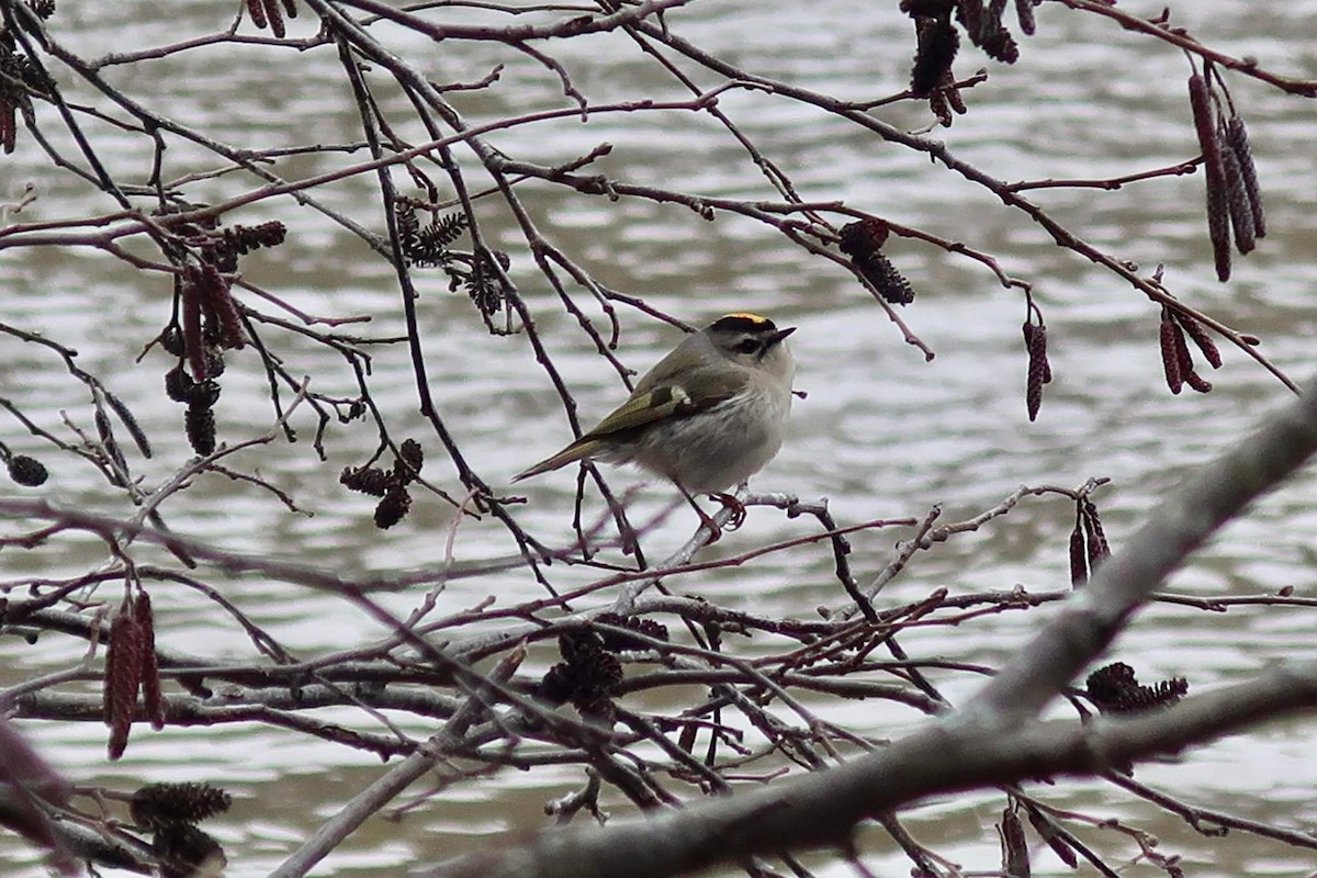 Golden-crowned Kinglet - ML408255301