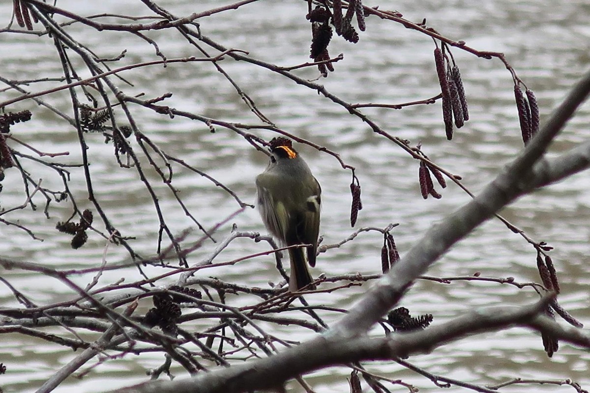 Golden-crowned Kinglet - ML408255321