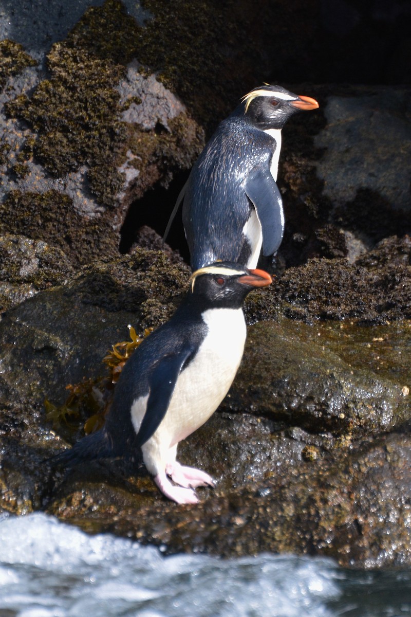 tučňák novozélandský - ML408255361