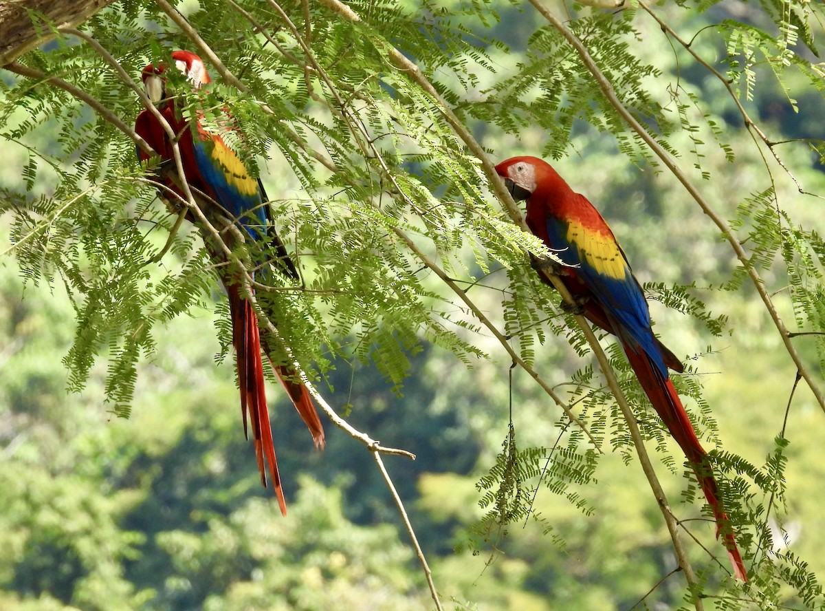 Scarlet Macaw - ML408255941