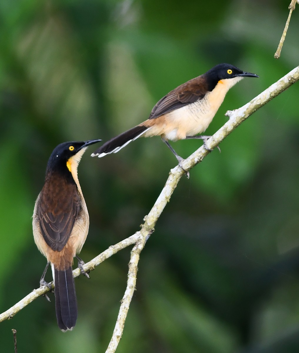 Black-capped Donacobius - Joshua van der Meulen