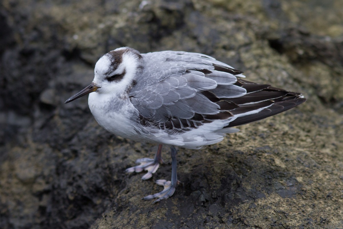 Red Phalarope - Justyn Stahl