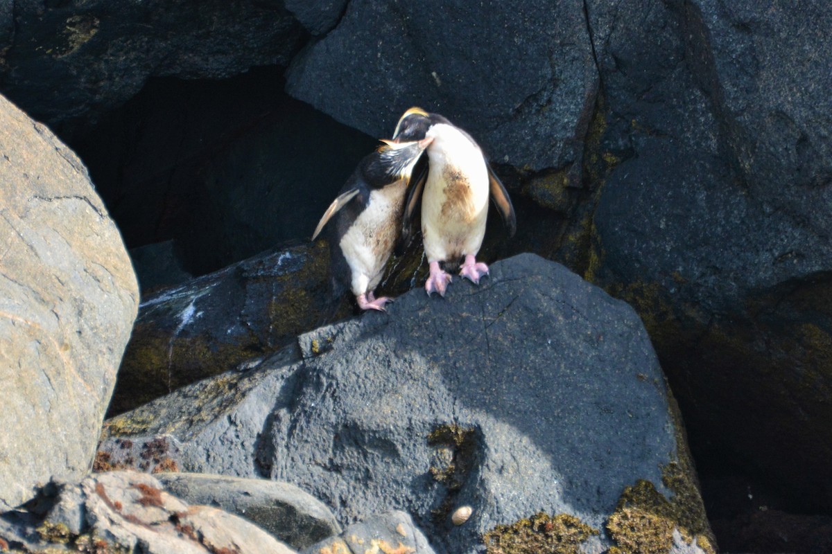 tučňák novozélandský - ML408259561