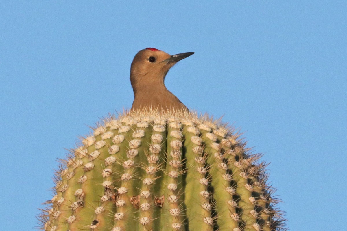 Pic des saguaros - ML408261691