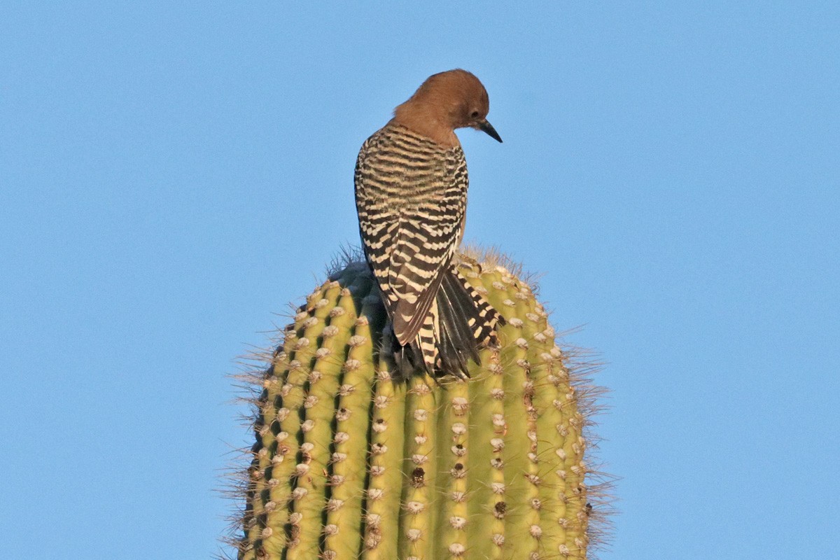 Pic des saguaros - ML408261701