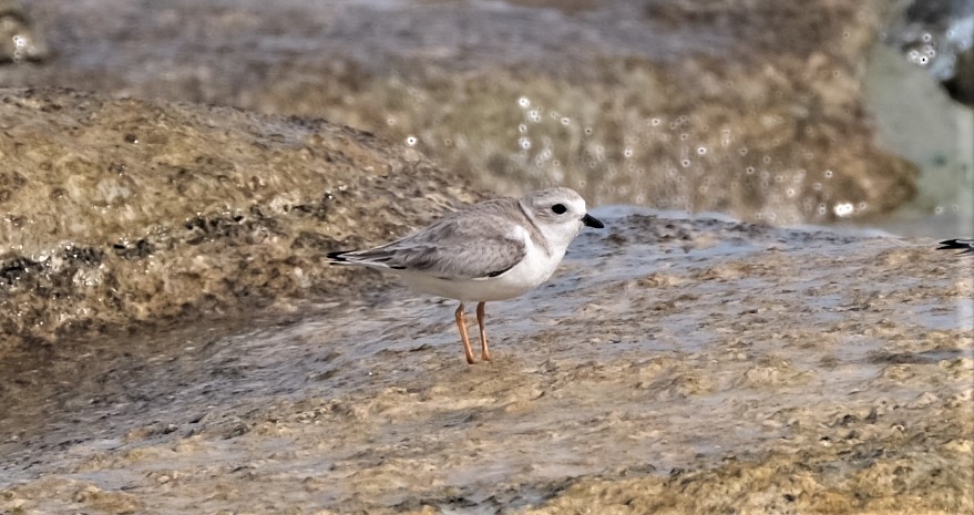 Piping Plover - ML408262451