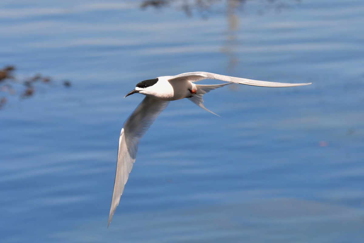 White-fronted Tern - ML408264591