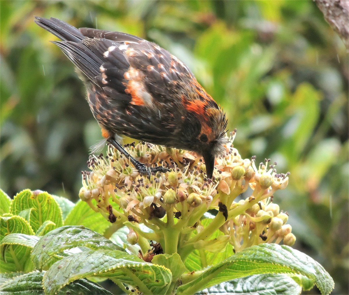 Haubenkleidervogel - ML408265991