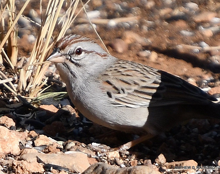Rufous-winged Sparrow - ML408267551