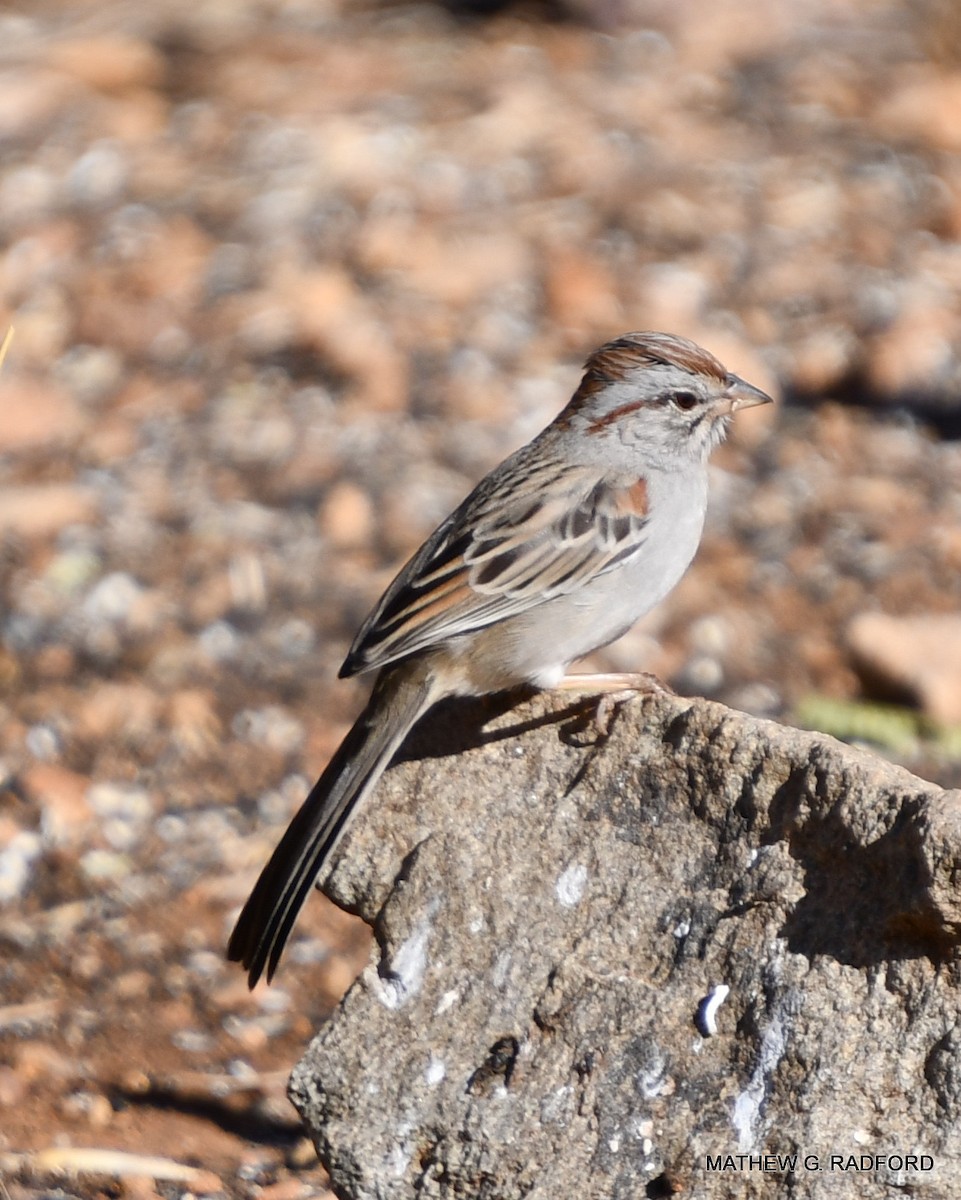 Rufous-winged Sparrow - ML408267611