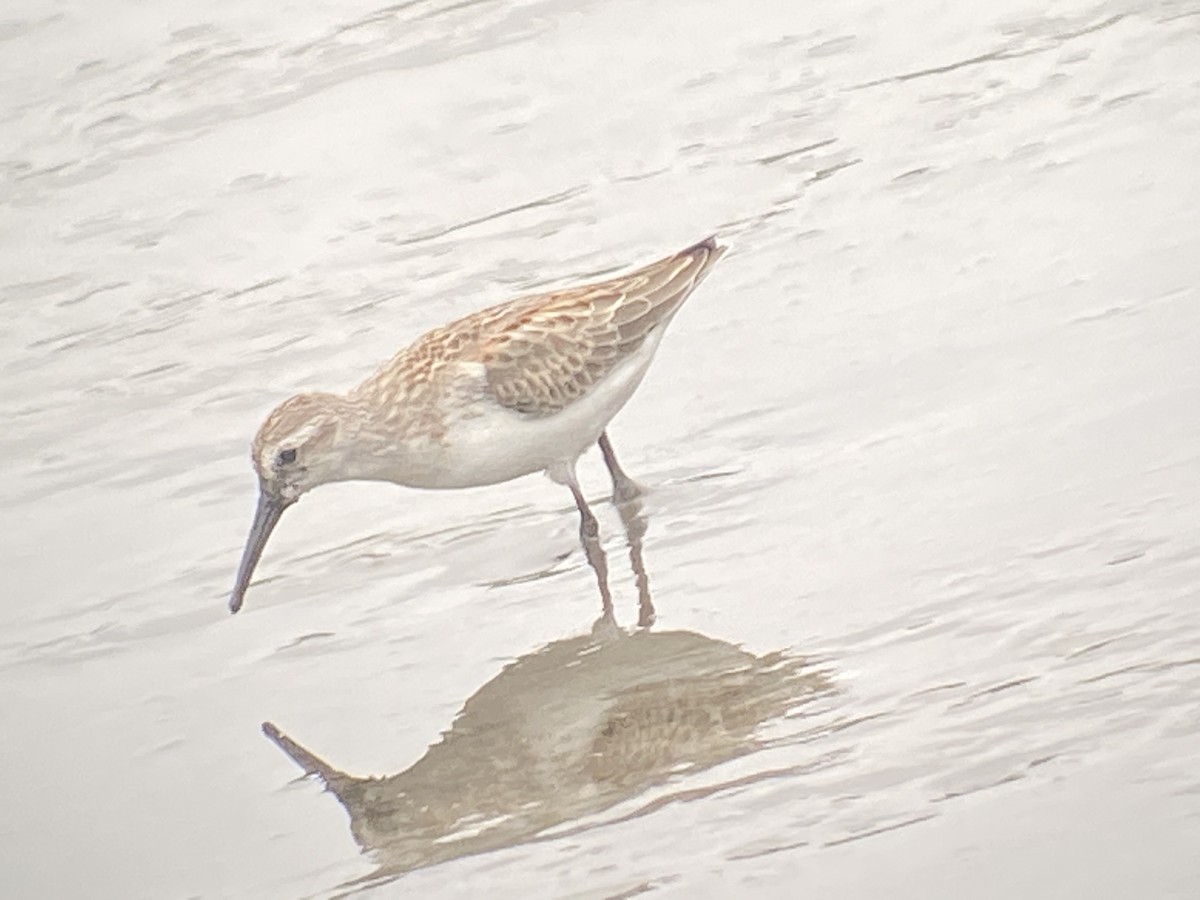 Western Sandpiper - Donald DesJardins