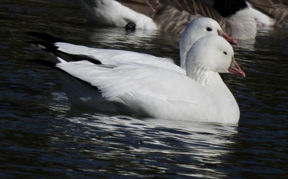 Ross's Goose - ML408272161