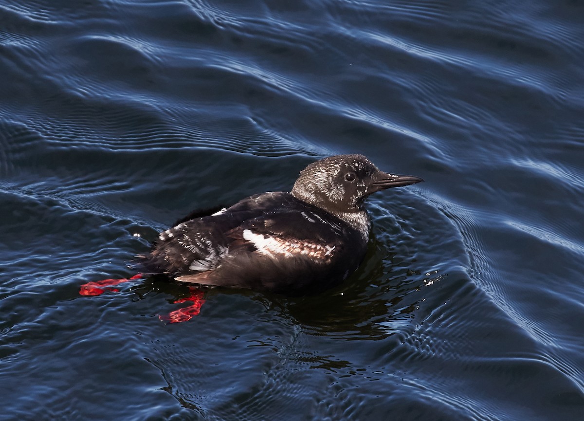 Black Guillemot - ML40827281