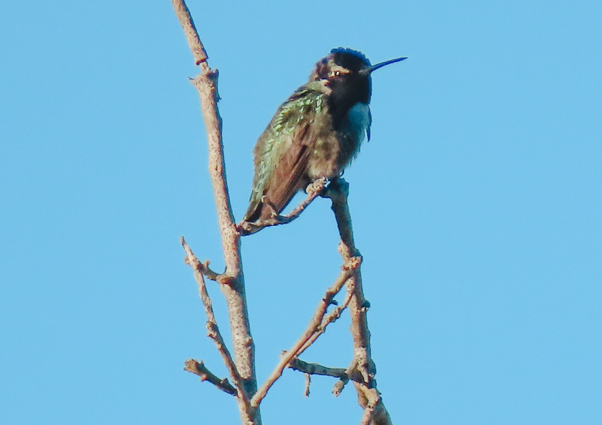 Costa's Hummingbird - ML408273391