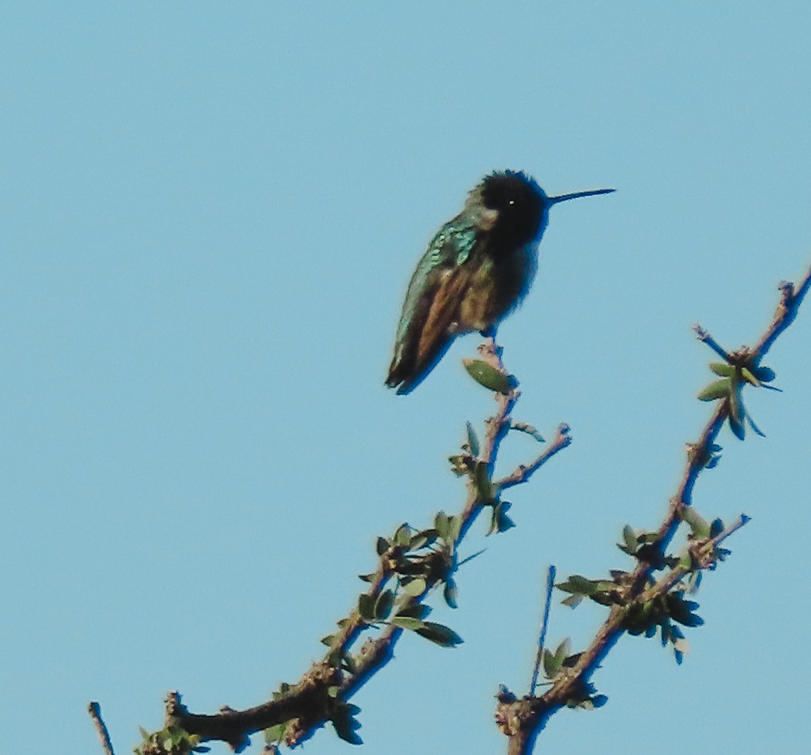 Costa's Hummingbird - ML408273481