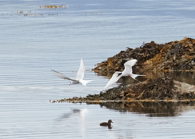 Arctic Tern - ML40827351