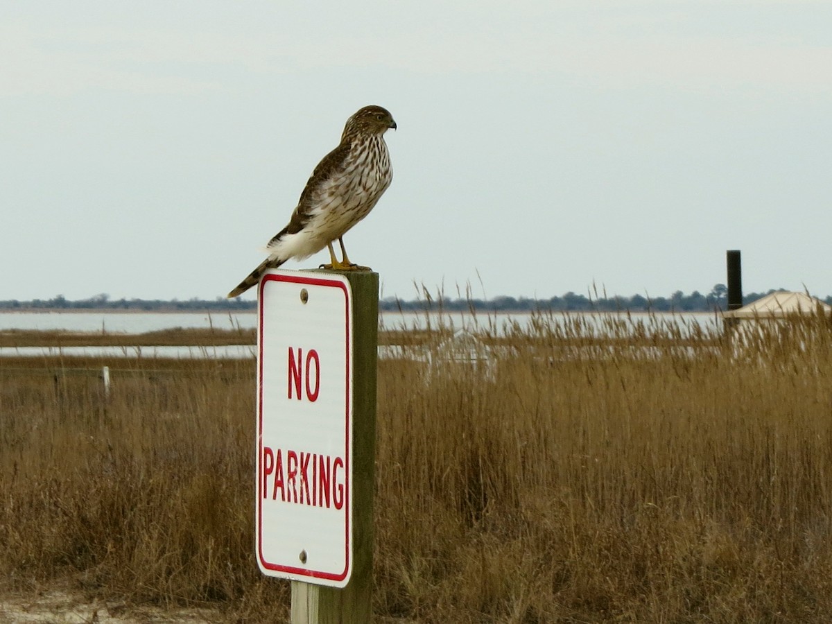 Cooper's Hawk - ML408274001