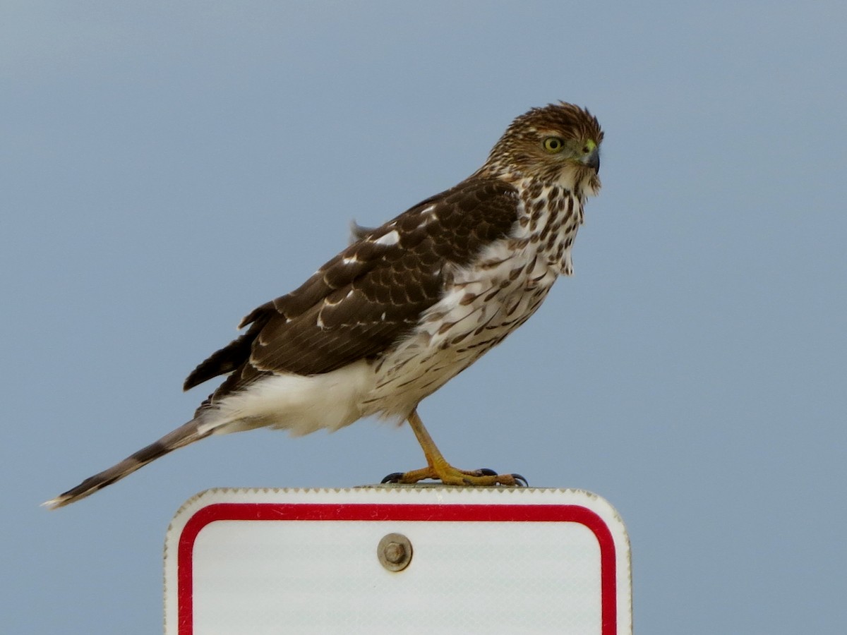 Cooper's Hawk - ML408274061