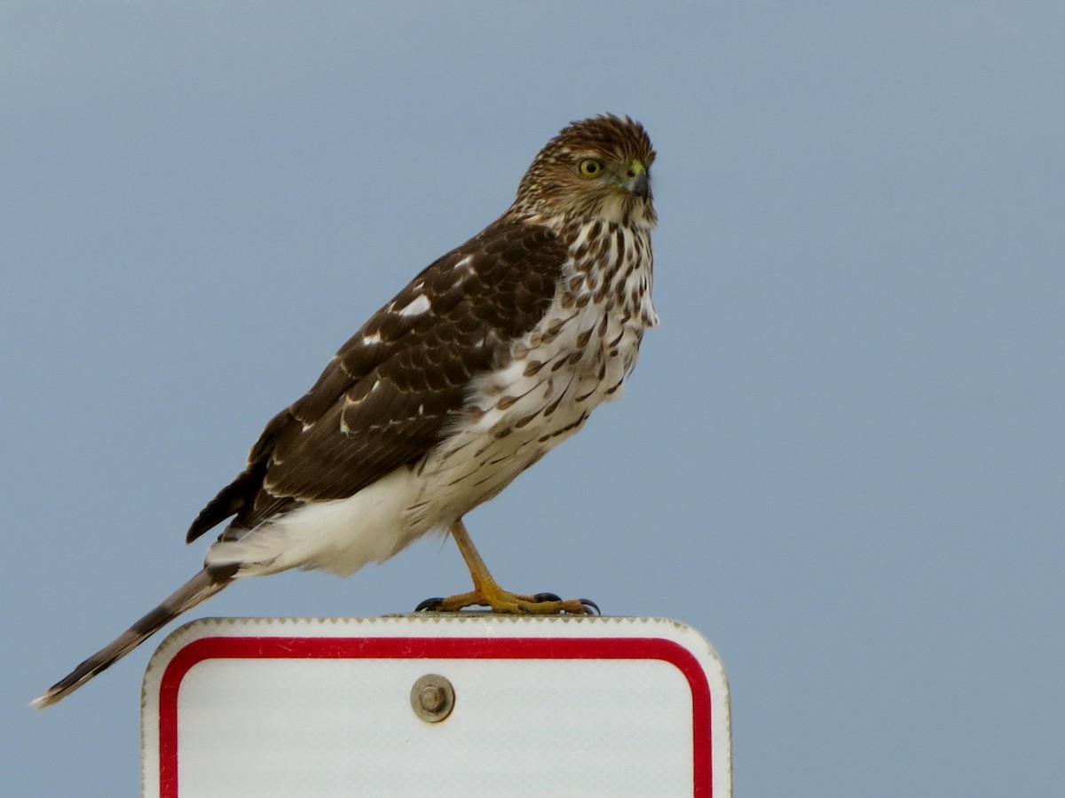 Cooper's Hawk - ML408274101