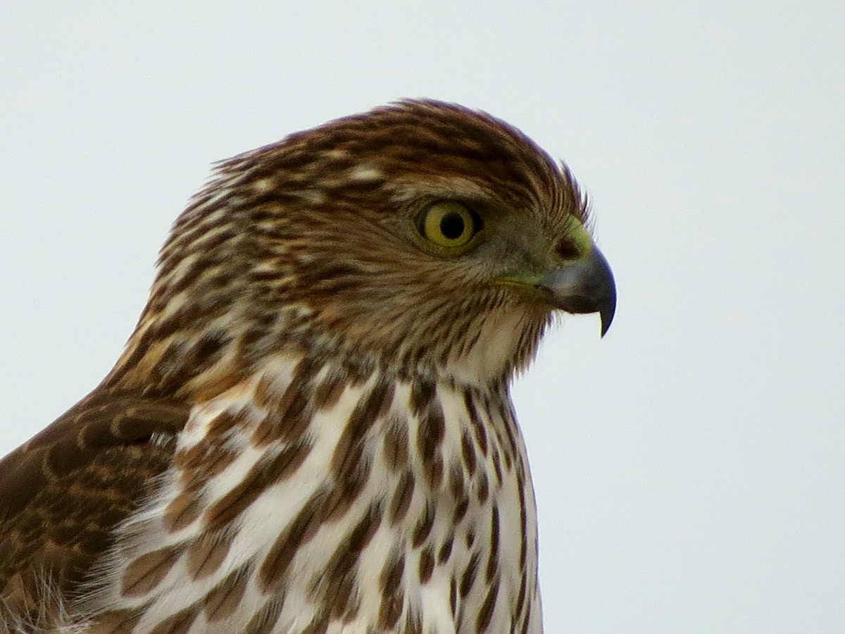 Cooper's Hawk - ML408274321