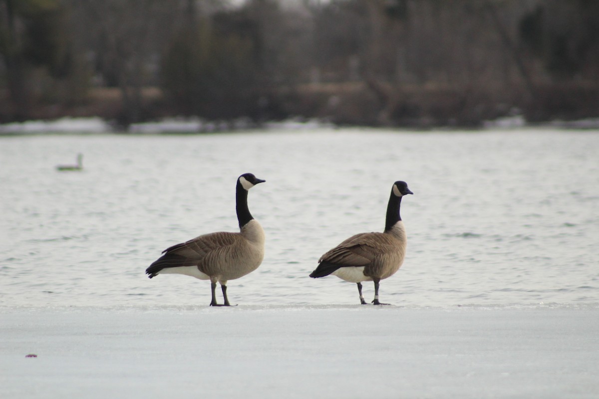 Canada Goose - ML408274771