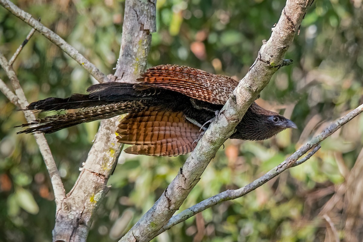 Pheasant Coucal - ML408274851