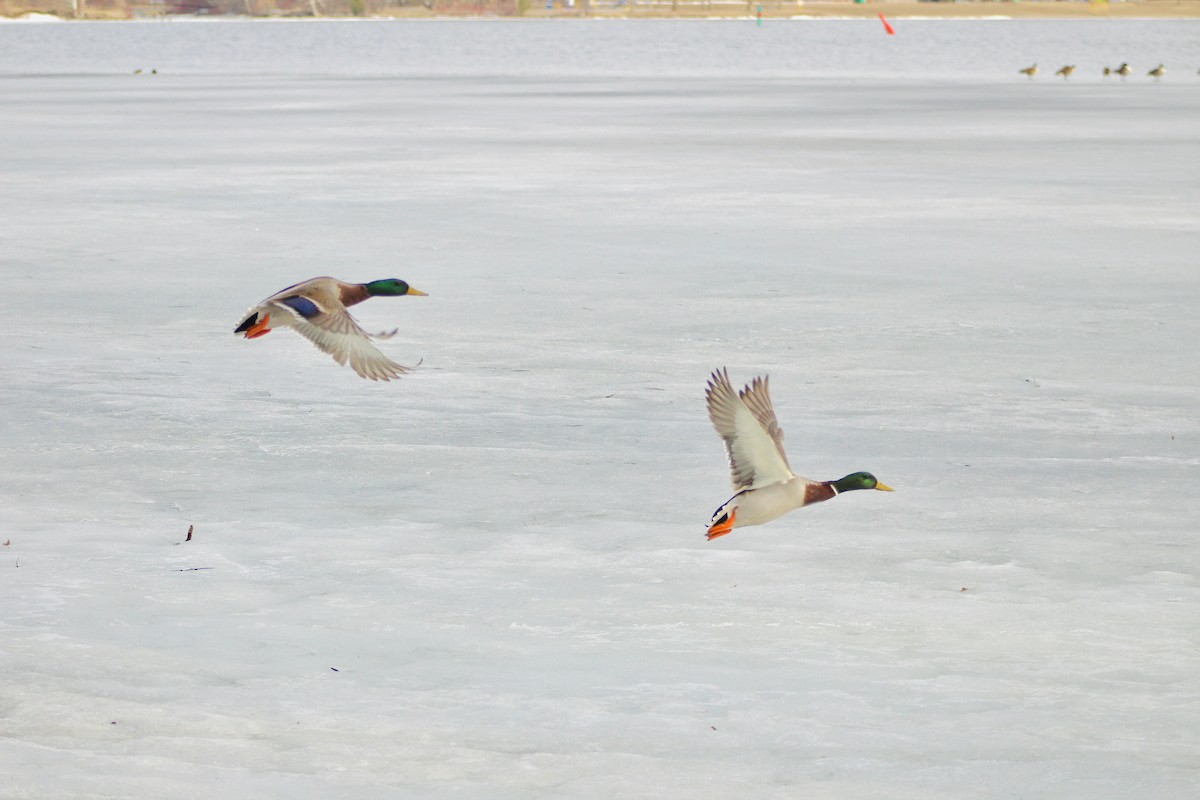 綠頭鴨 - ML408274891