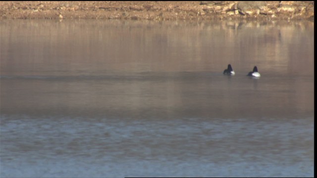 Common Goldeneye - ML408275