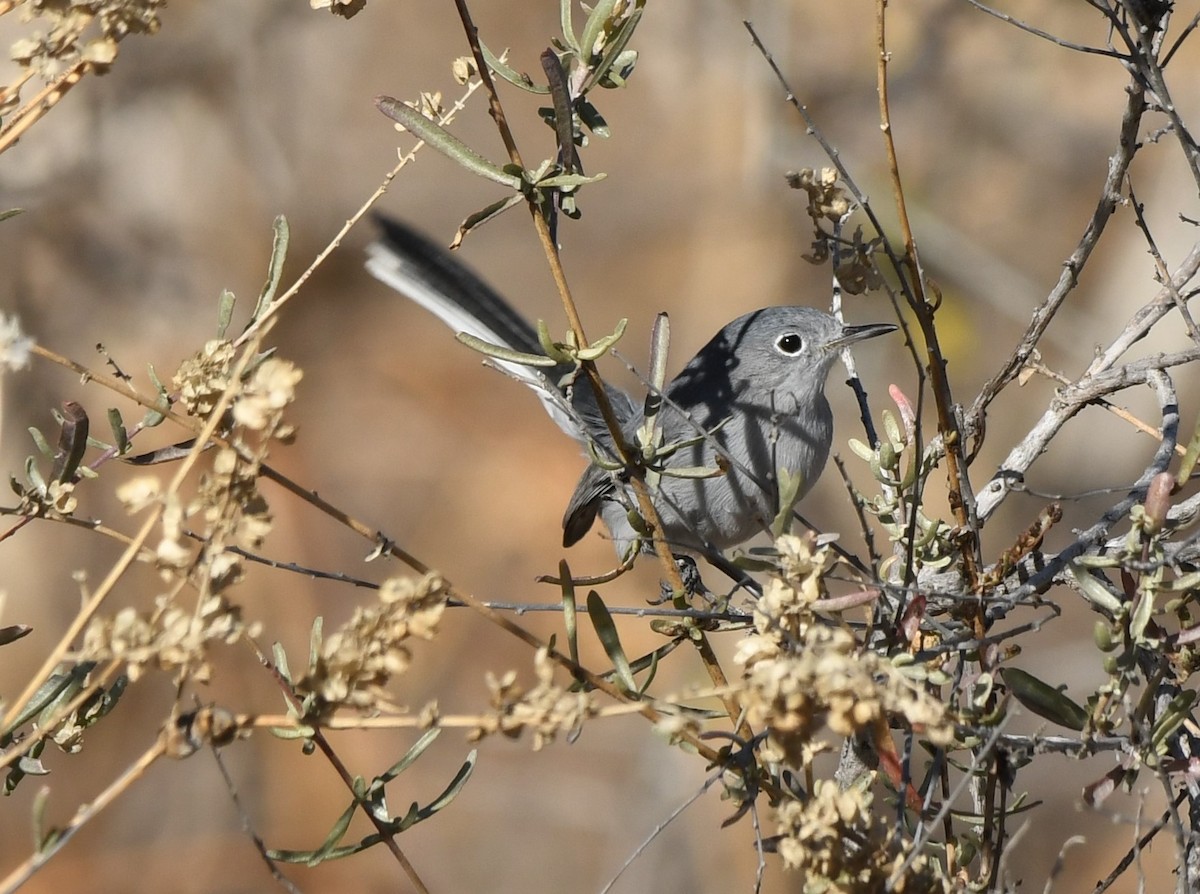 Gobemoucheron gris-bleu - ML408275221