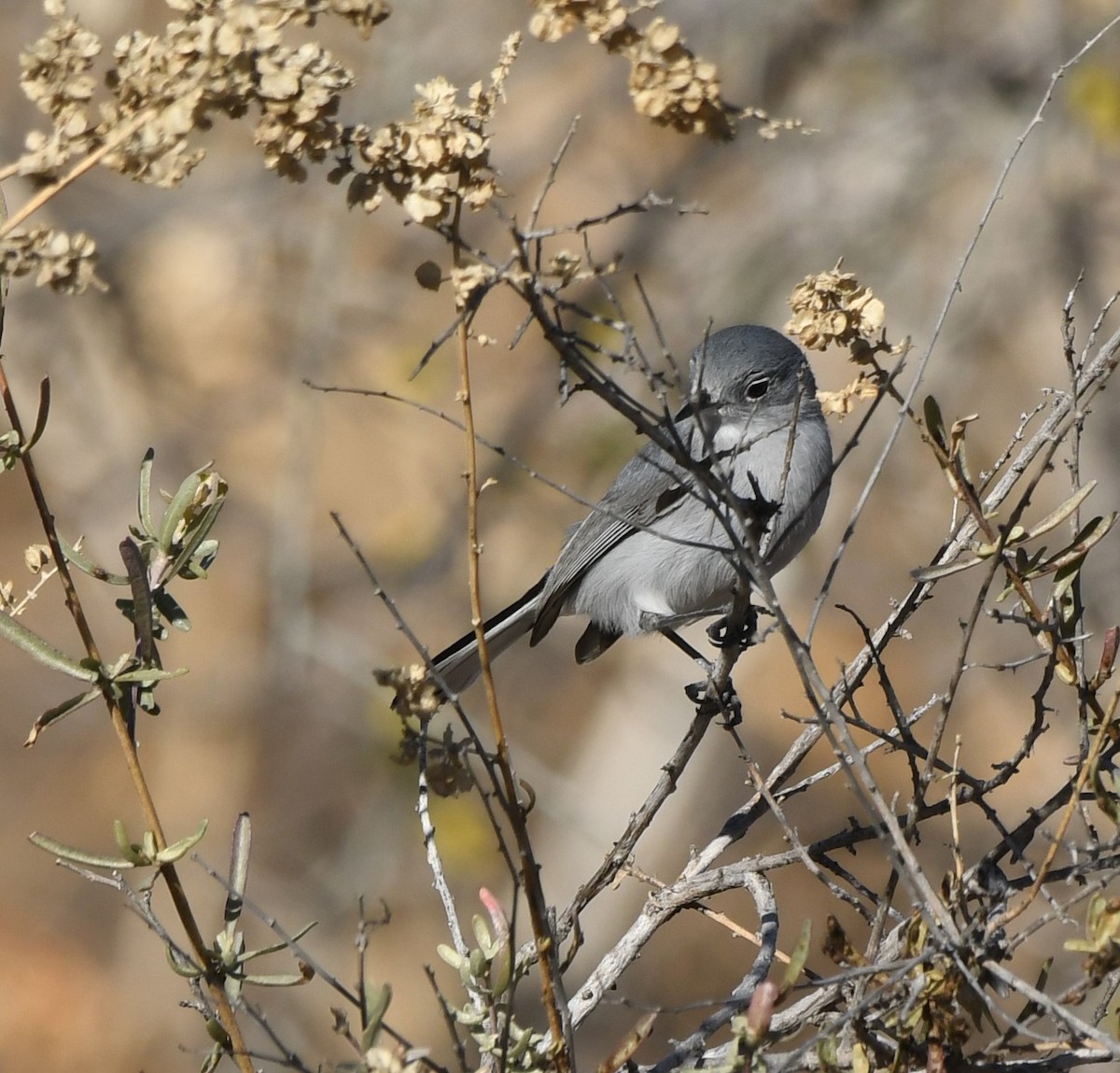 Gobemoucheron gris-bleu - ML408275231