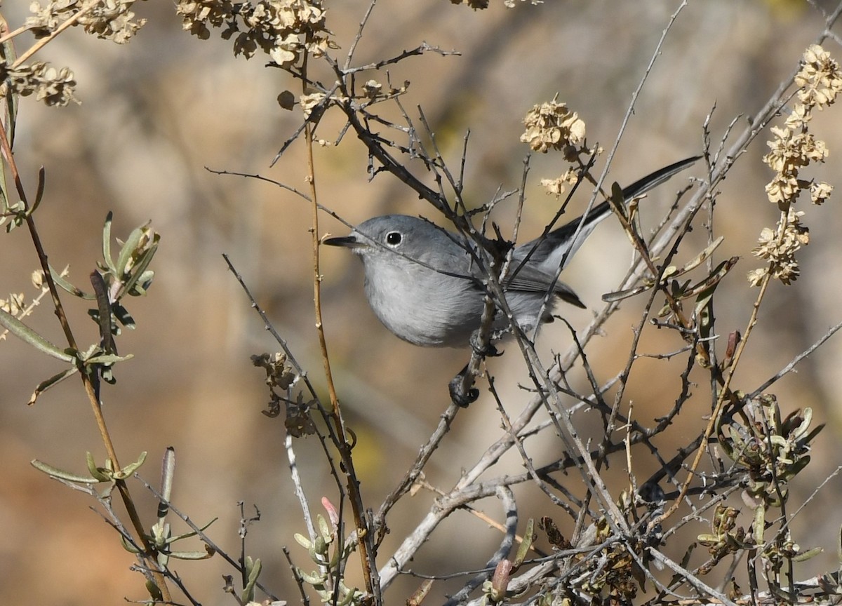 Gobemoucheron gris-bleu - ML408275261