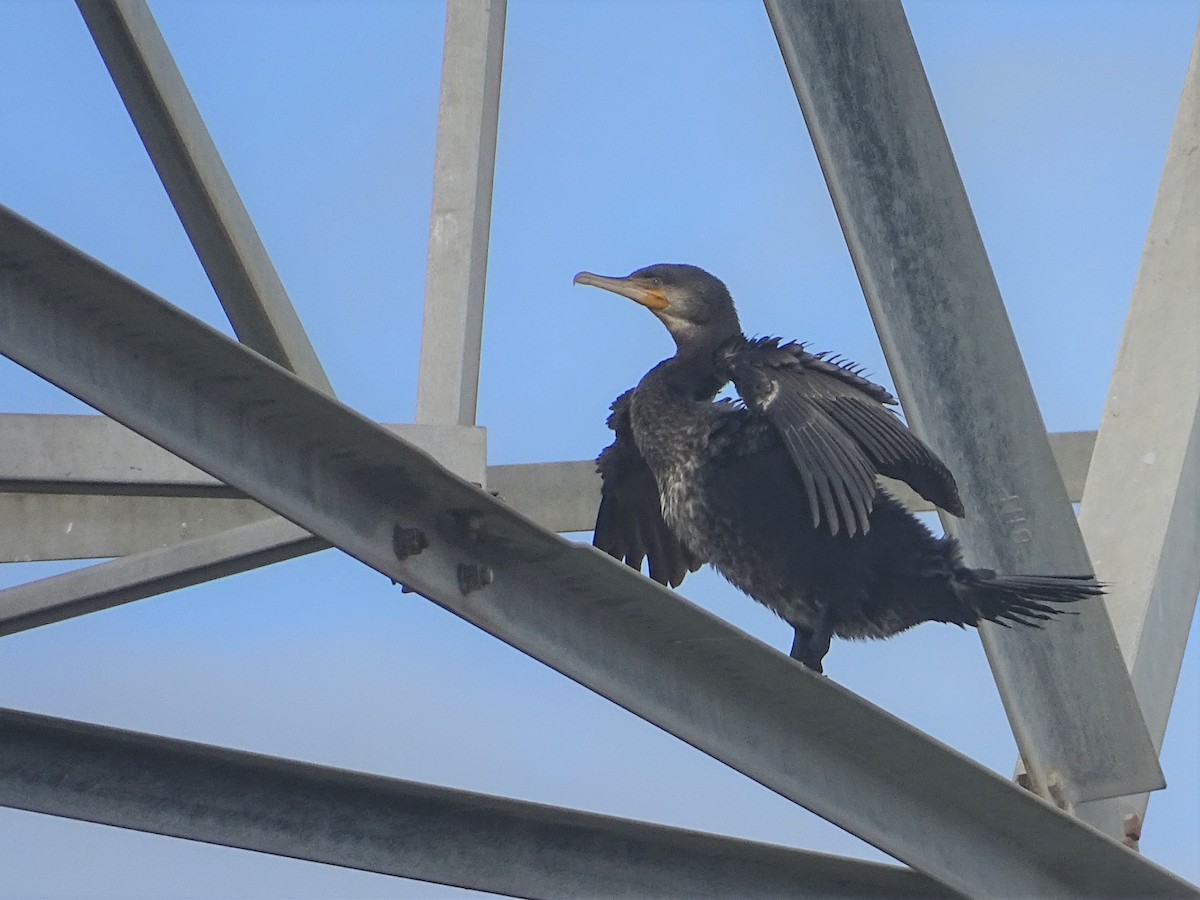 Great Cormorant - ML408275701