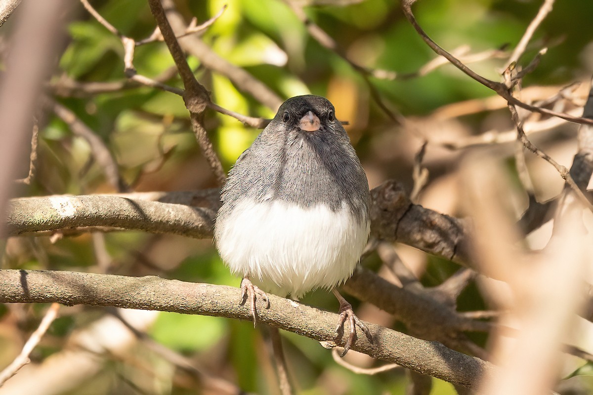 Dark-eyed Junco - ML408276661