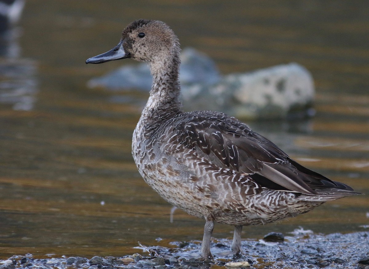 Northern Pintail - ML408278381