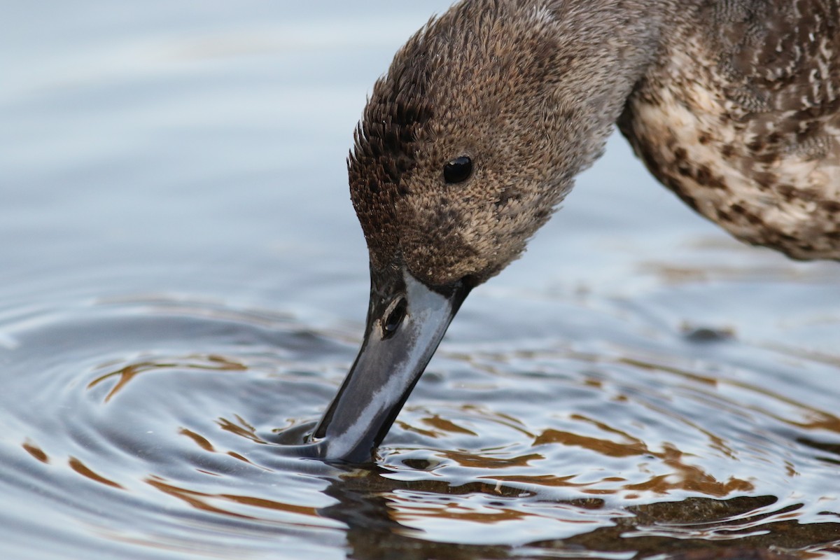 Northern Pintail - ML408278391