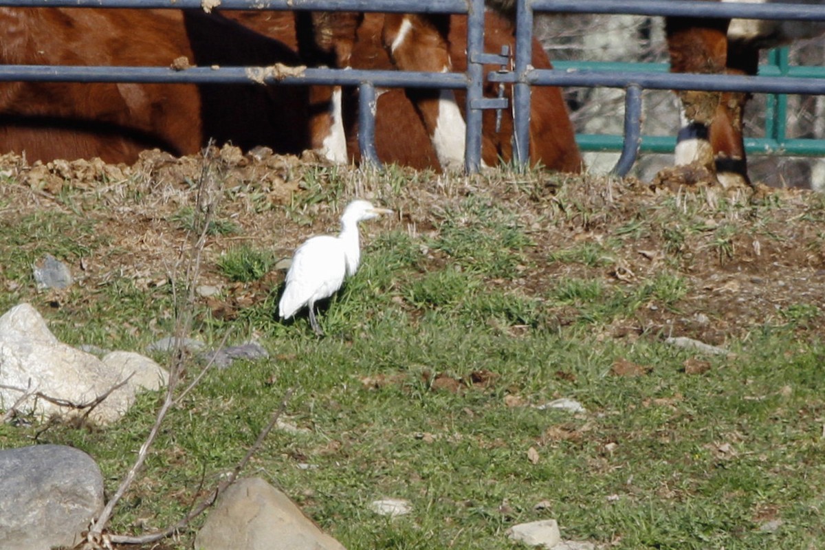 Western Cattle Egret - Kyle Lima