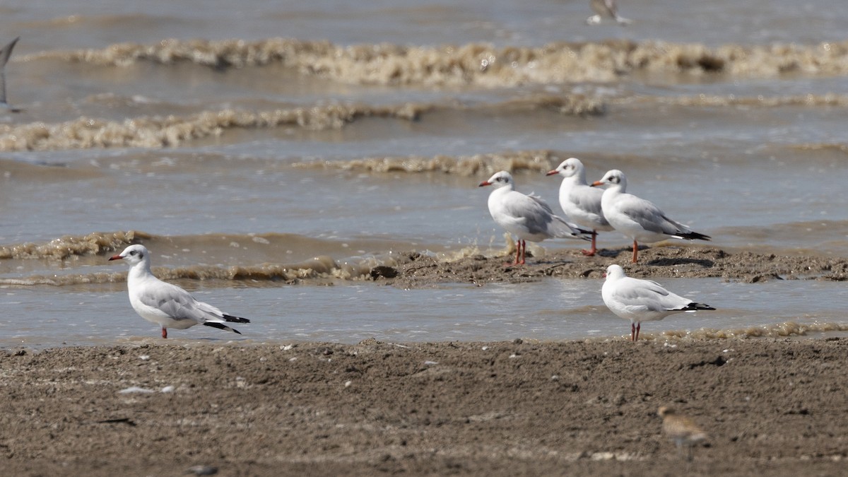 Brown-headed Gull - ML408279651