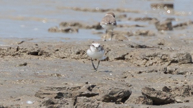 White-faced Plover - ML408280121