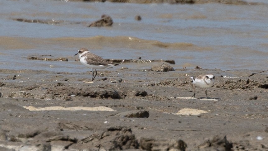 White-faced Plover - Ng SH