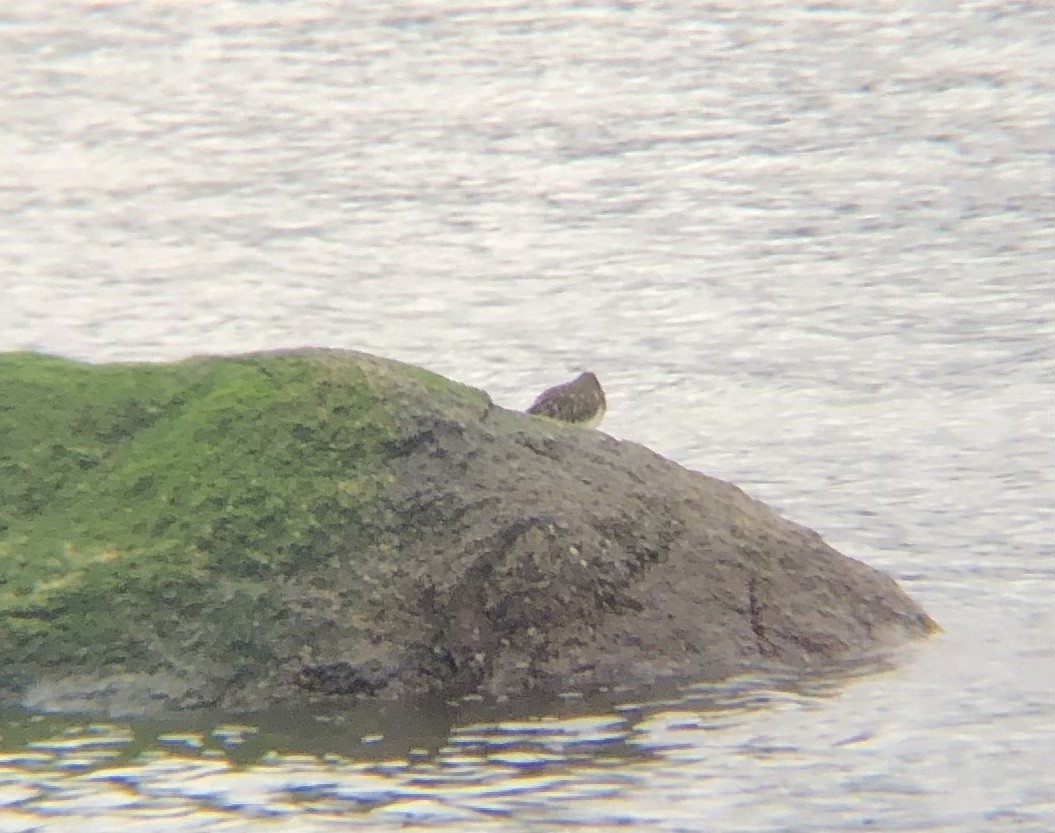 kamenáček černohlavý - ML408280561