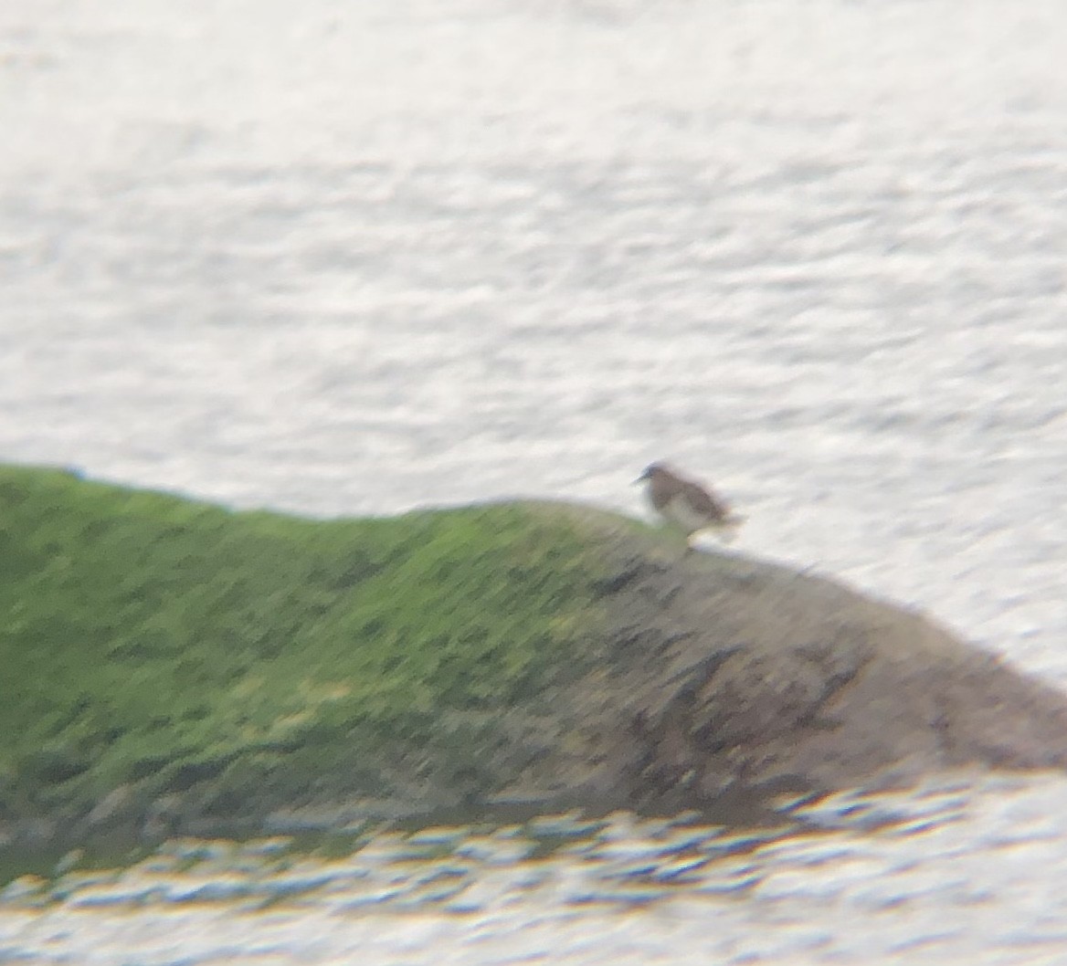 Black Turnstone - ML408280571