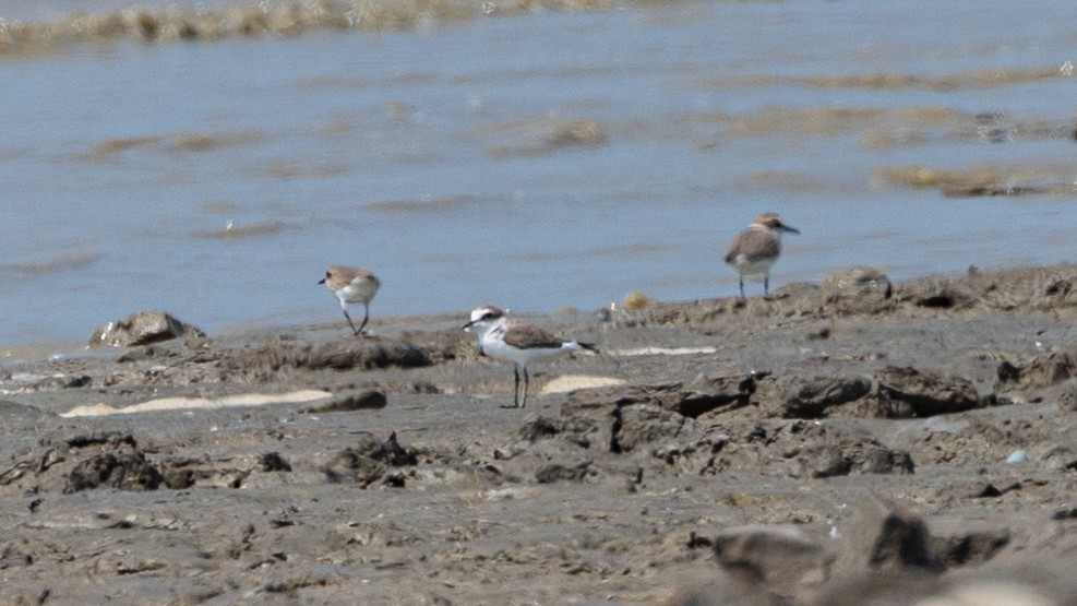 White-faced Plover - ML408280751